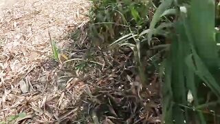 desi bhabhi Jungle me mangal karte video - 15 image